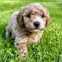 Cavachon and Cavapoochon Puppies from Forever Puppies 4U