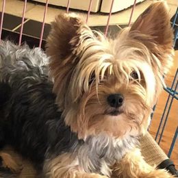 Avery - Yorkshire Terrier