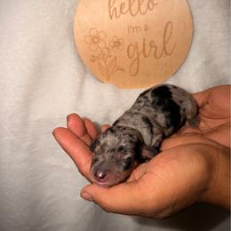 Brinslee - Dapple female Dachshund puppy in Colbert, Georgia from Southern Drawl Dachshunds