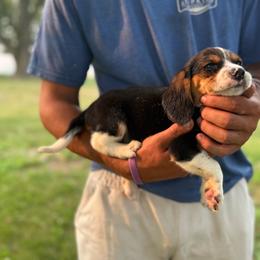 Boy 2 - Black fawn and white male Beagle puppy in Hudson, Michigan from Bachman’s Kennel