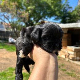 Male 3 - Black male Shih Tzu puppy in Downey, California from Cali shih tzu
