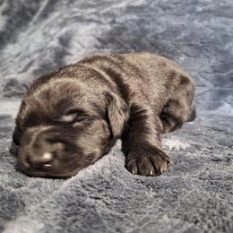 Miss Pink - Black female Labrador Retriever puppy in Bemidji, Minnesota from Northern Star Elite Quality Labrador Retrievers