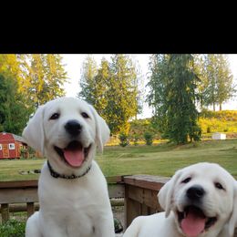 Labrador Retriever Puppies from White River Labradors