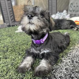 Laramor - Salt and pepper female Miniature Schnauzer puppy in San Bernardino, California from Rose Lane Schnauzers