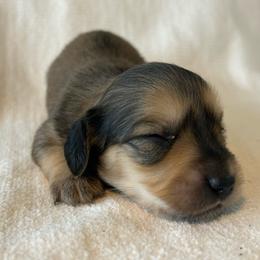 Curley (shaded cream) - Cream male Dachshund puppy in Sebring, Florida from Mini Weenies