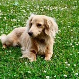 Dachshunds from Turner Delightful Dachshund Farm