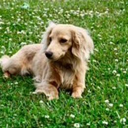 Dachshunds from Turner Delightful Dachshund Farm