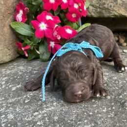 Karson - Brown male Springerdoodle puppy in Lisbon, Ohio from Willow Lane Doodles