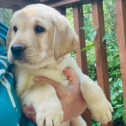 Diamond - Yellow male Labrador Retriever puppy in Rock Hill, South Carolina from North Star Retrievers