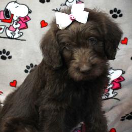 Anelli - Chocolate female Labradoodle puppy in Lanexa, Virginia from Lees Reach Farm