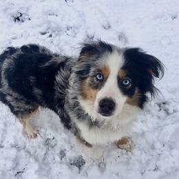 Millie - Australian Shepherd