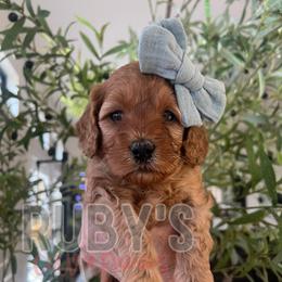 Girl 4 - Apricot female Cavapoo puppy in West Jordan, Utah from Ruby's Cavapoos