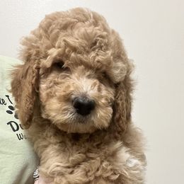 Goldendoodles and Poodles from Circle T Ranch Doodles