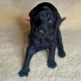 Truffle - Black female Goldendoodle puppy in Summerville, South Carolina from Pawmazing Doodles