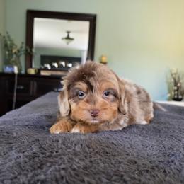Breve - Merle male Goldendoodle puppy in Floyd, Virginia from Hearts and Paws Poodles and Doodles
