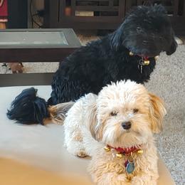 Havanese All Grown Up from Kuba Havaluv