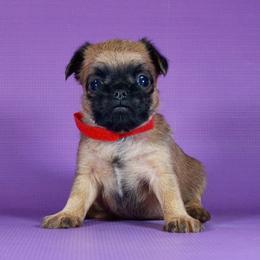 AKC Red Collar - Red female Brussels Griffon puppy in Florida from Robin’s Griffons
