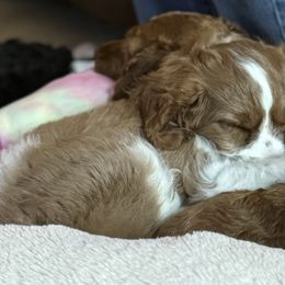 Australian Labradoodles, Bernedoodles, Cavapoos, and Poodles from Walk with Me Doodles