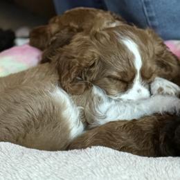Australian Labradoodles, Bernedoodles, Cavapoos, and Poodles from Walk with Me Doodles