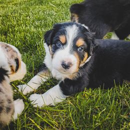 Australian Shepherd Puppies from Rana's Australian Shepherds