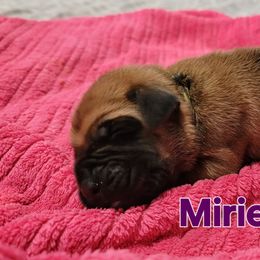 Miriel - Fawn female Mastiff puppy in Conroe, Texas from Southern Star English Mastiffs