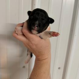 Joy - Black and tan female Pembroke Welsh Corgi puppy in Bloomfield, Iowa from Beebe’s Corgis | Seven B Corgi Co