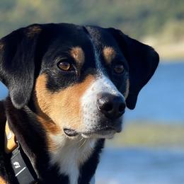 Entlebucher Mountain Dogs from Middle Fork Entlebuchers