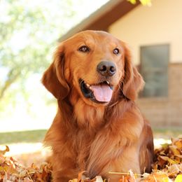 Yogi Bear - Golden Retriever
