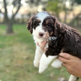 Piper - Brown and white female Bernedoodle puppy in Warrensburg, Missouri from Dreamer Ridge Puppies