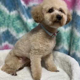 Poodle All Grown Up from Grams poodle babies