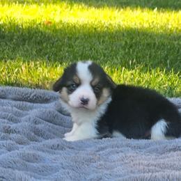 Tri Male - Black and tan male Pembroke Welsh Corgi puppy in Tenino, Washington from LoneStar Corgis NW