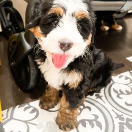 Bernedoodle, Goldendoodle, and Poodle Puppies from Teddy Doodles & Standard Poodles