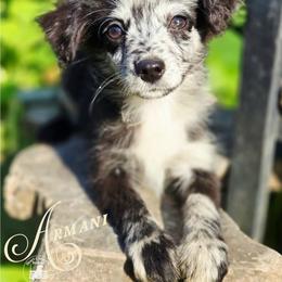 Armani - Price 1500 - Blue merle male Miniature Australian Shepherd puppy in Ennis, Texas from God’s Little Aussies
