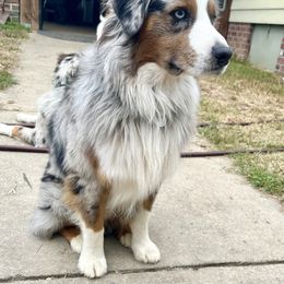 Reid - Australian Shepherd
