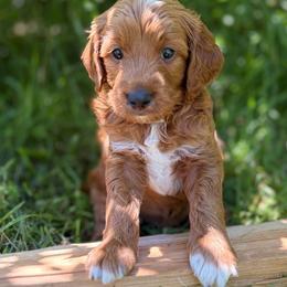 Theo - Red  male Goldendoodle puppy in Zeeland, Michigan from Dandelion Lane Doodles
