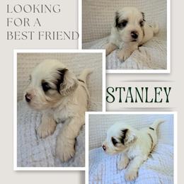 Stanley - Merle male Double Doodle puppy in Oak Island, North Carolina from Carolina Cavapoo Puppies