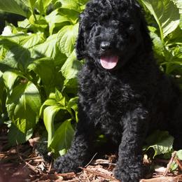 Poodle Puppies from Timberlea kennels