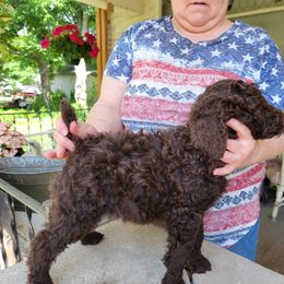 Poodle Puppies from Susan's Poodles