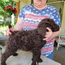 Poodle Puppies from Susan's Poodles