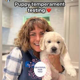 Golden Retriever Puppies from Sanctuary Ranch Goldens