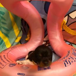 CAMI - Piebald female Dachshund puppy in Elizabethtown, Kentucky from Teeny Tiny Puppy Tails