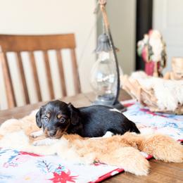 Magnolia  (longhaired) - Black and tan female Dachshund puppy in Salters, South Carolina from Long-Pine Dachshund
