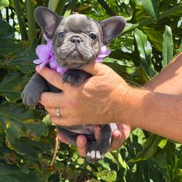 Raya - Blue female French Bulldog puppy in Palm Coast, Florida from Calypso Island French Bulldogs