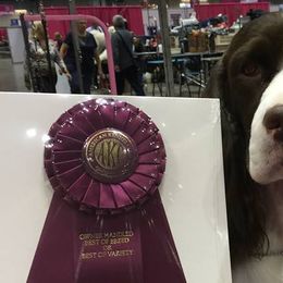 English Springer Spaniels from Paradise Springers