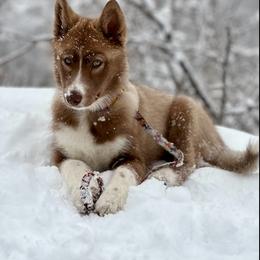 Native American Indian Dog Puppies from Corn Moon Kennels