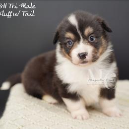 Satin (Tri Fluff Male w Tail) - Black and tan male American Corgi puppy in Straughn, Alabama from Magnolia Creek Corgis
