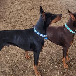 Blackie Chan - Doberman Pinscher