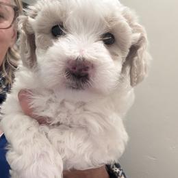 Cavalier King Charles Spaniel, Cavapoo, Maltipoo, and Poodle Puppies from Willow & Wag Farm