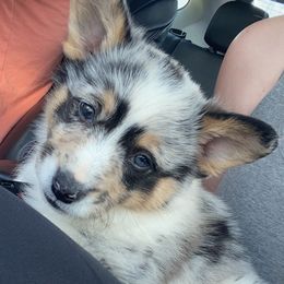 American Corgi Puppies from Downeast Corgis