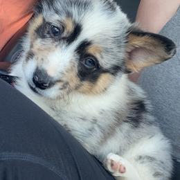 American Corgi Puppies from Downeast Corgis